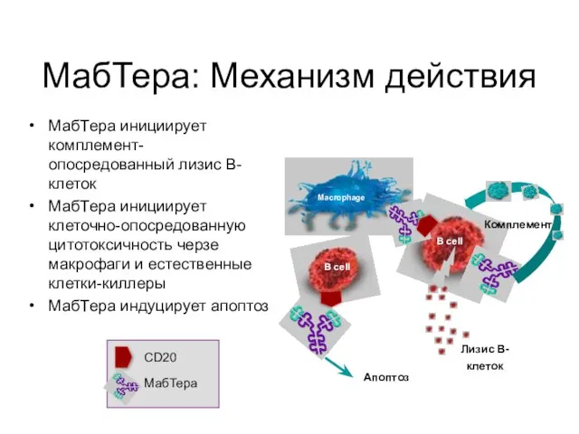 МабТера инициирует комплемент-опосредованный лизис В-клеток МабТера инициирует клеточно-опосредованную цитотоксичность черзе макрофаги