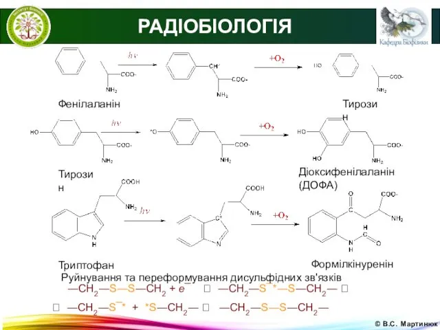 © В.С. Мартинюк РАДІОБІОЛОГІЯ Фенілаланін Тирозин Тирозин Діоксифенілаланін (ДОФА) Триптофан Формілкінуренін