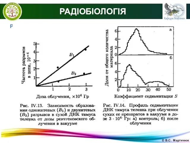 © В.С. Мартинюк РАДІОБІОЛОГІЯ Радіоліз і радііохімія нуклеїнових кислот