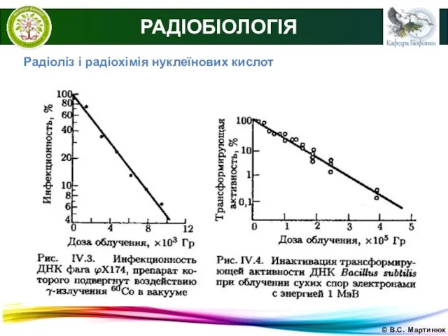 © В.С. Мартинюк РАДІОБІОЛОГІЯ Радіоліз і радіохімія нуклеїнових кислот
