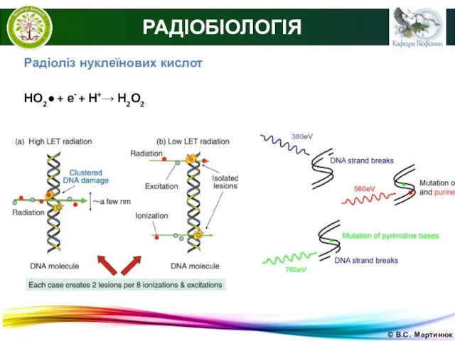 © В.С. Мартинюк РАДІОБІОЛОГІЯ Радіоліз нуклеїнових кислот НО2● + е‑ + Н+→ Н2О2