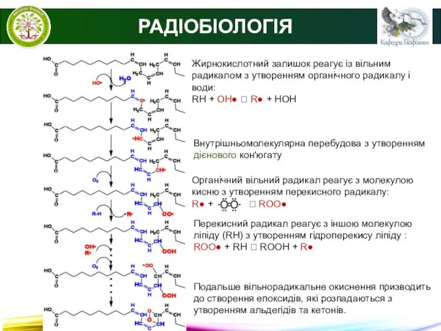 РАДІОБІОЛОГІЯ Жирнокислотний залишок реагує із вільним радикалом з утворенням органічного радикалу