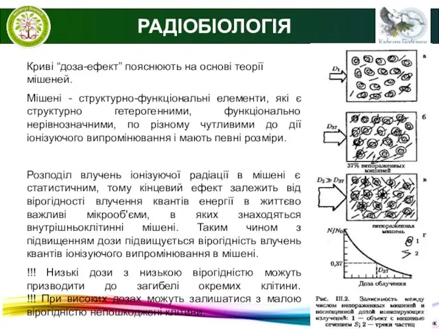 © В.С. Мартинюк РАДІОБІОЛОГІЯ Криві “доза-ефект” пояснюють на основі теорії мішеней.