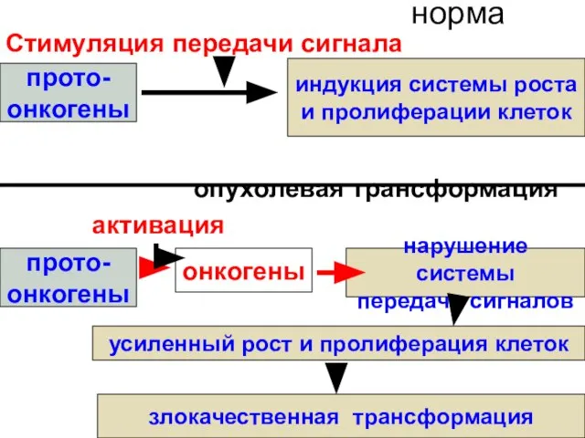 норма Стимуляция передачи сигнала опухолевая трансформация активация прото- онкогены индукция системы