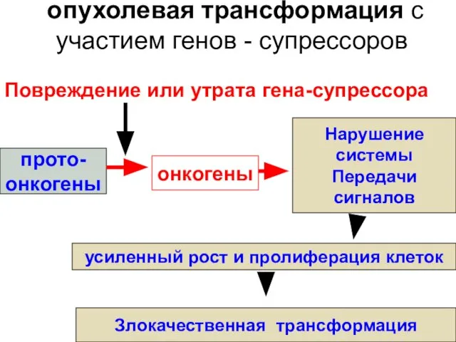 опухолевая трансформация с участием генов - супрессоров Повреждение или утрата гена-супрессора