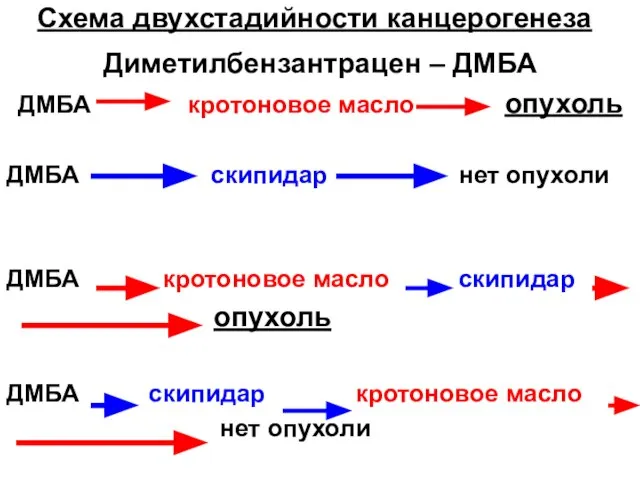 Схема двухстадийности канцерогенеза Диметилбензантрацен – ДМБА ДМБА кротоновое масло опухоль ДМБА