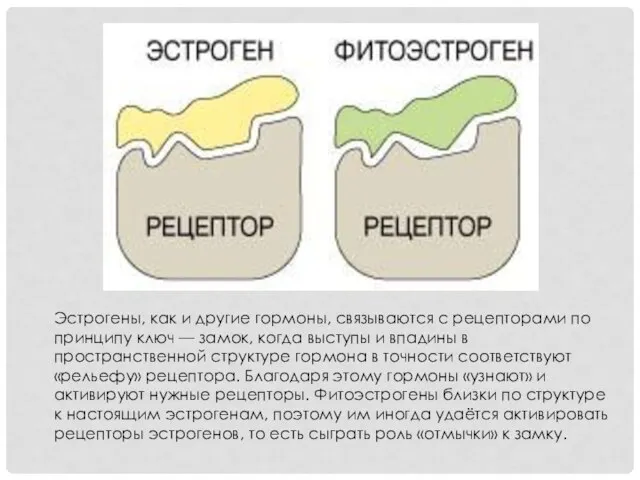 Эстрогены, как и другие гормоны, связываются с рецепторами по принципу ключ