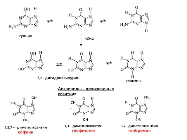 гуанин HОNO ксантин 2,6 - дигидроксипурин Алкалоиды – производные ксантина 1,3,7