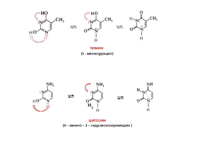 тимин (5 - метилурацил) цитозин (4 – амино – 2 – гидроксипиримидин ) Н2