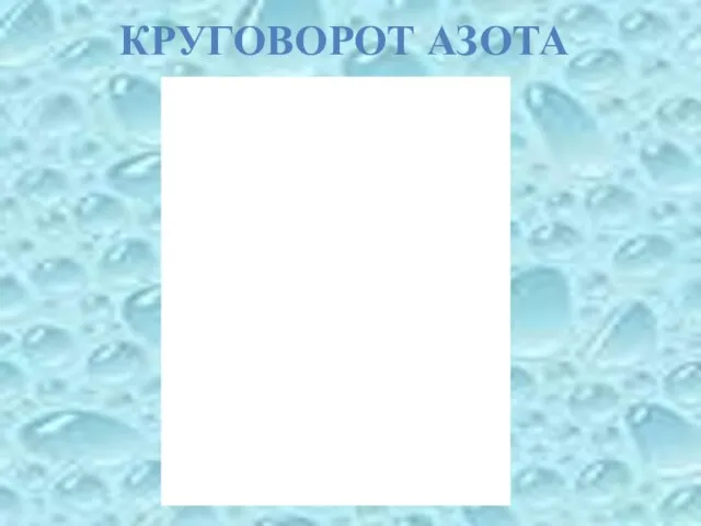 КРУГОВОРОТ АЗОТА