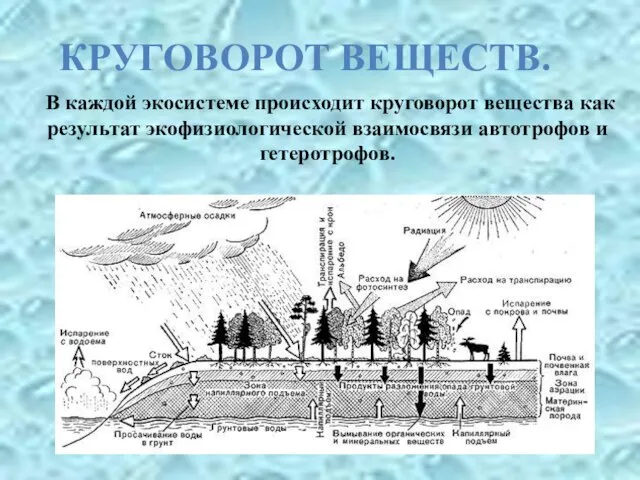 В каждой экосистеме происходит круговорот вещества как результат экофизиологической взаимосвязи автотрофов и гетеротрофов. КРУГОВОРОТ ВЕЩЕСТВ.