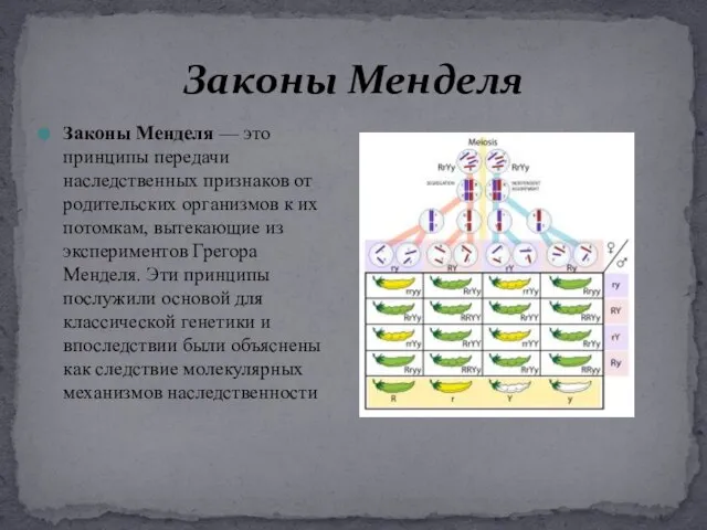 Законы Менделя Законы Менделя — это принципы передачи наследственных признаков от