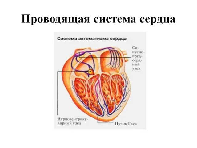 Проводящая система сердца