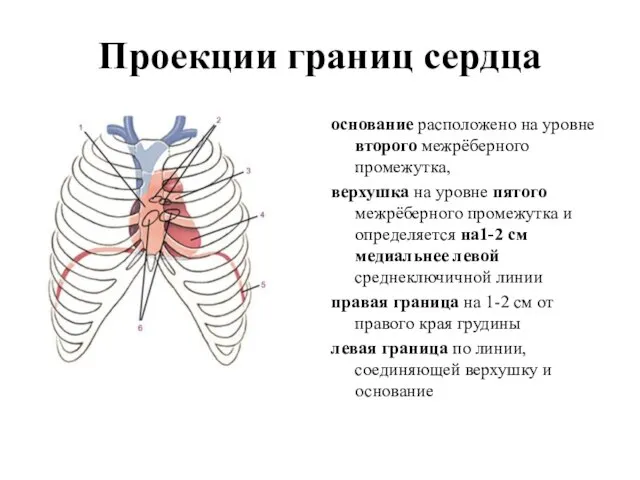 Проекции границ сердца основание расположено на уровне второго межрёберного промежутка, верхушка