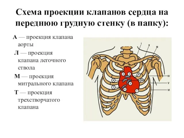 Схема проекции клапанов сердца на переднюю грудную стенку (в папку): А