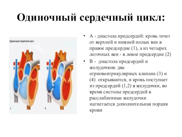 Одиночный сердечный цикл: А - диастола предсердий: кровь течет от верхней