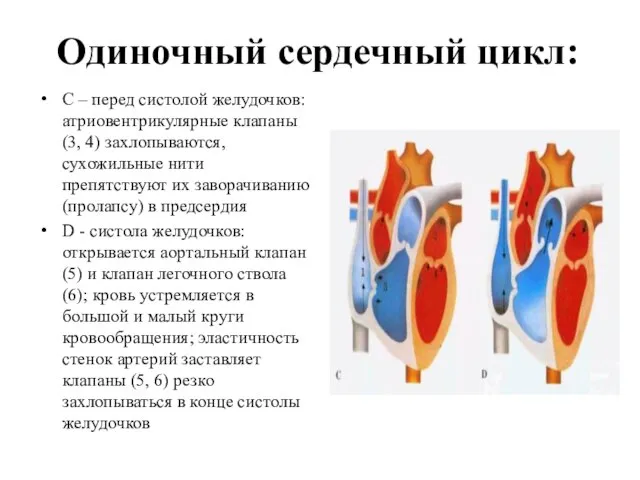 Одиночный сердечный цикл: С – перед систолой желудочков: атриовентрикулярные клапаны (3,