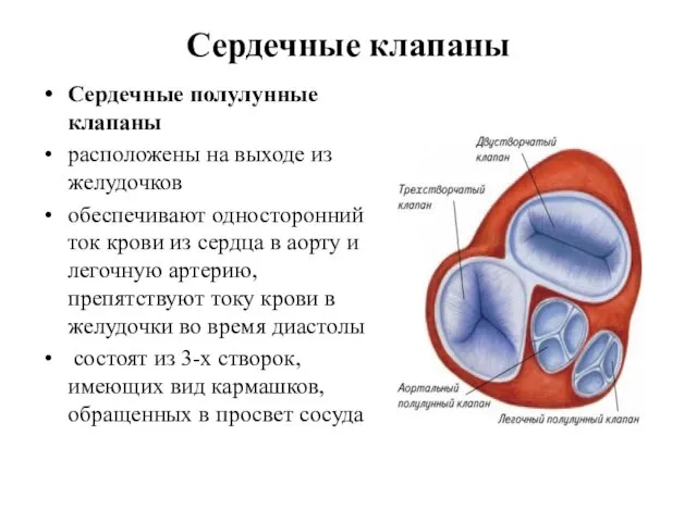 Сердечные клапаны Сердечные полулунные клапаны расположены на выходе из желудочков обеспечивают