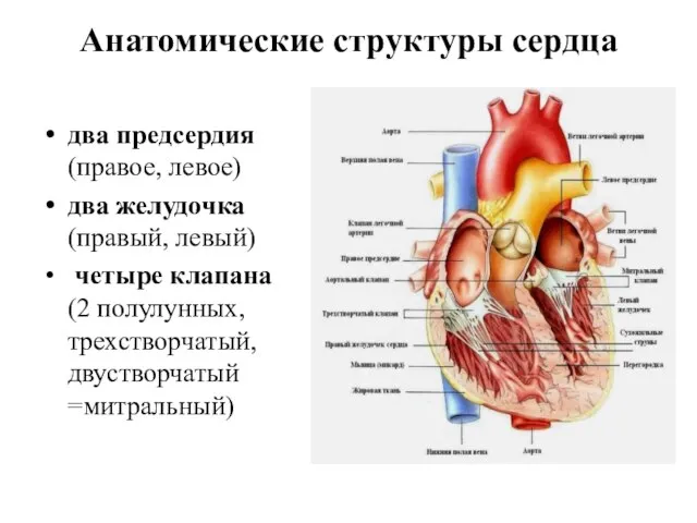 Анатомические структуры сердца два предсердия (правое, левое) два желудочка (правый, левый)