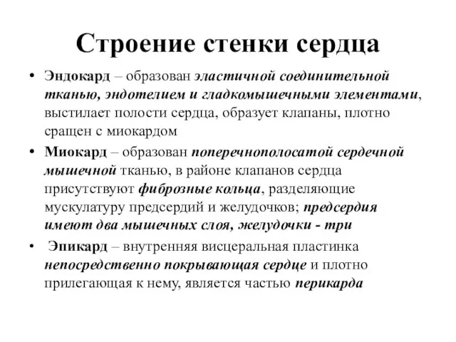 Строение стенки сердца Эндокард – образован эластичной соединительной тканью, эндотелием и