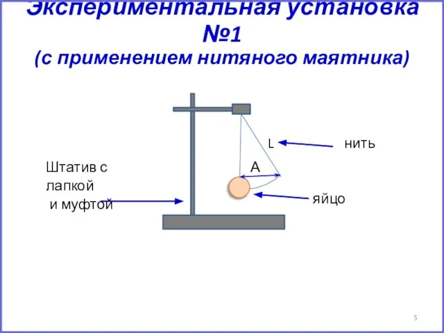 Экспериментальная установка №1 (с применением нитяного маятника) яйцо Штатив с лапкой и муфтой А L нить