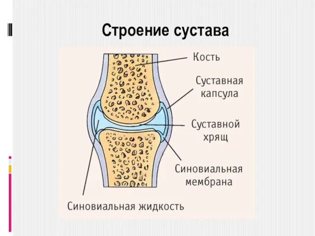 Строение сустава