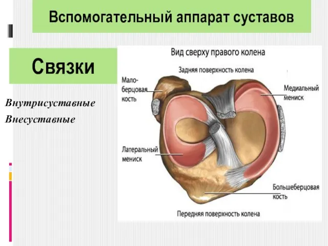 Связки Внутрисуставные Внесуставные Вспомогательный аппарат суставов