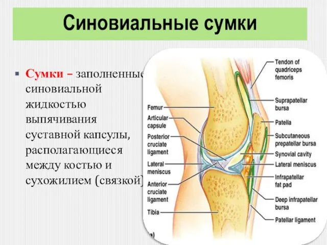 Синовиальные сумки Сумки – заполненные синовиальной жидкостью выпячивания суставной капсулы, располагающиеся между костью и сухожилием (связкой)