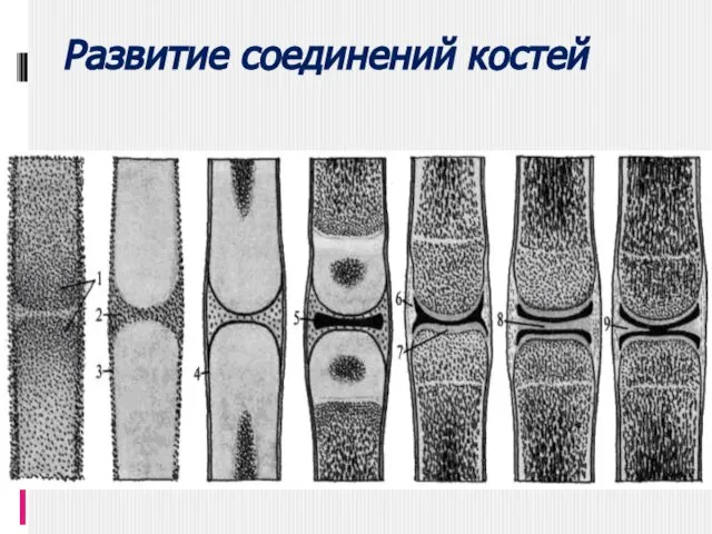 Развитие соединений костей