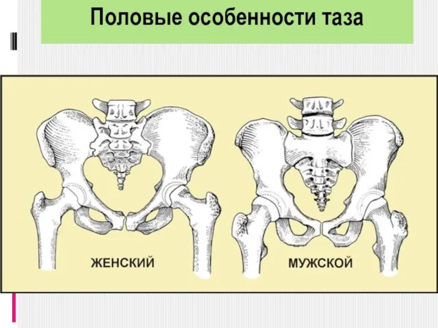 Половые особенности таза