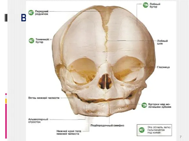 Возрастные особенности черепа Соотношение мозгового и лицевого черепа у новорожденного