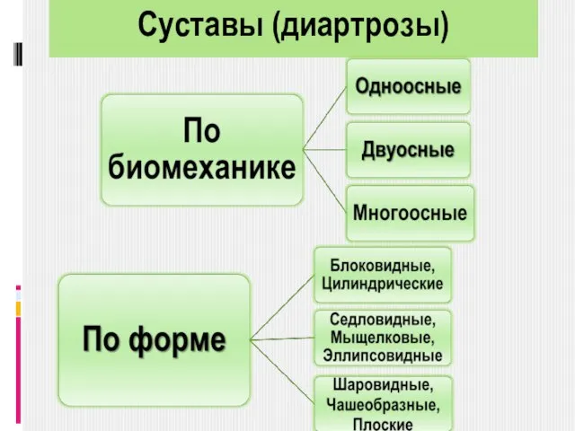 Суставы (диартрозы)