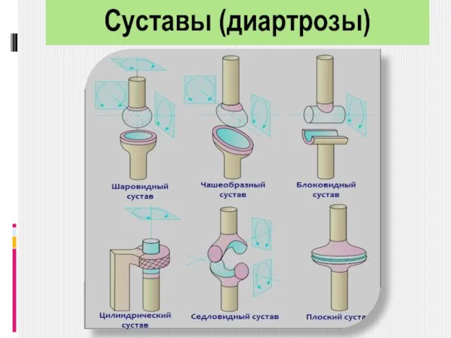 Суставы (диартрозы)