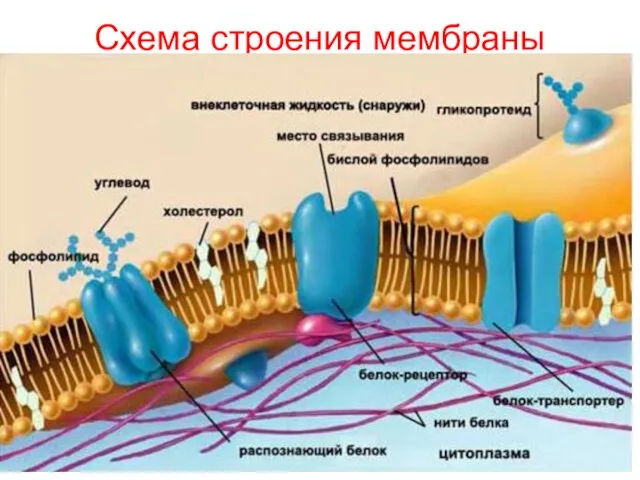 Схема строения мембраны