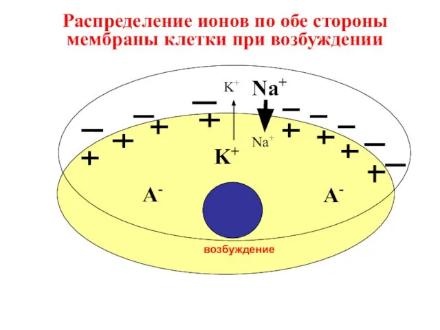 Распределение ионов по обе стороны мембраны клетки при возбуждении Na+ K+ A- A- Na+ K+ возбуждение