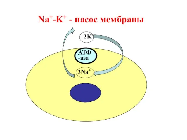 Na+-K+ - насос мембраны 3Na+ 2K+ АТФ -аза