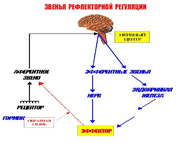 ЗВЕНЬЯ РЕФЛЕКТОРНОЙ РЕГУЛЯЦИИ