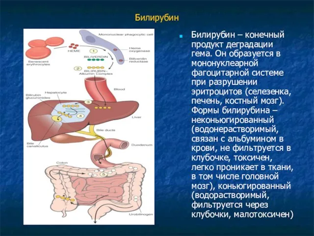 Билирубин Билирубин – конечный продукт деградации гема. Он образуется в мононуклеарной