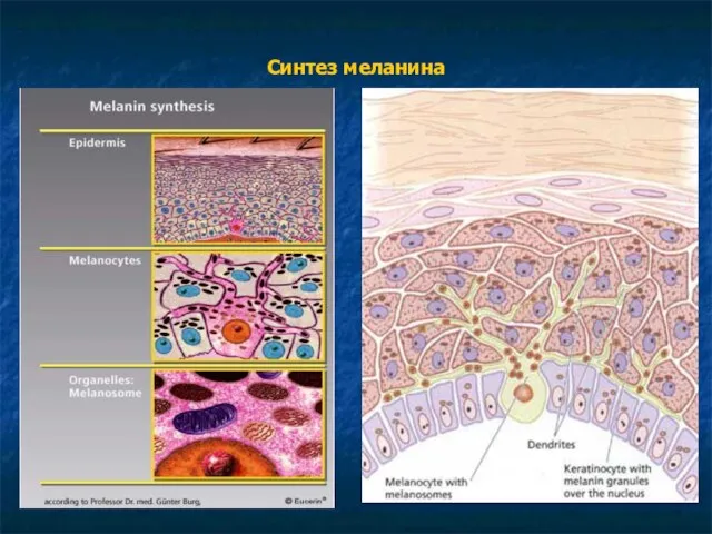 Синтез меланина