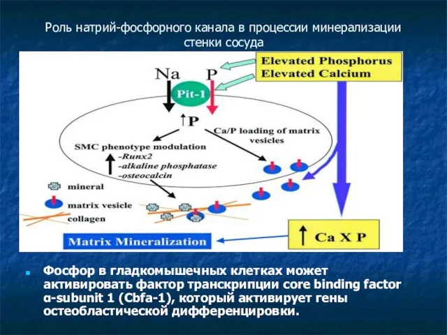 Роль натрий-фосфорного канала в процессии минерализации стенки сосуда Фосфор в гладкомышечных