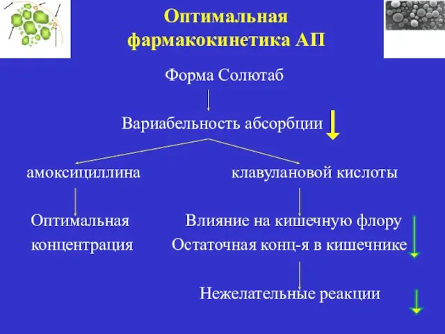 Оптимальная фармакокинетика АП Форма Солютаб Вариабельность абсорбции амоксициллина клавулановой кислоты Оптимальная