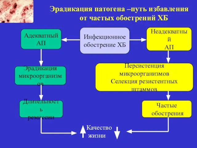 Адекватный АП Инфекционное обострение ХБ Неадекватный АП Эрадикация микроорганизмов Персистенция микроорганизмов