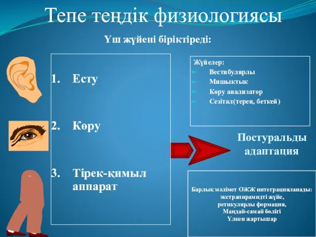 Постуральды адаптация Тепе теңдік физиологиясы Есту Көру Тірек-қимыл аппарат Үш жүйені