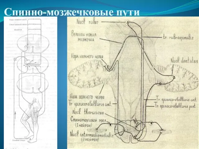 Спинно-мозжечковые пути