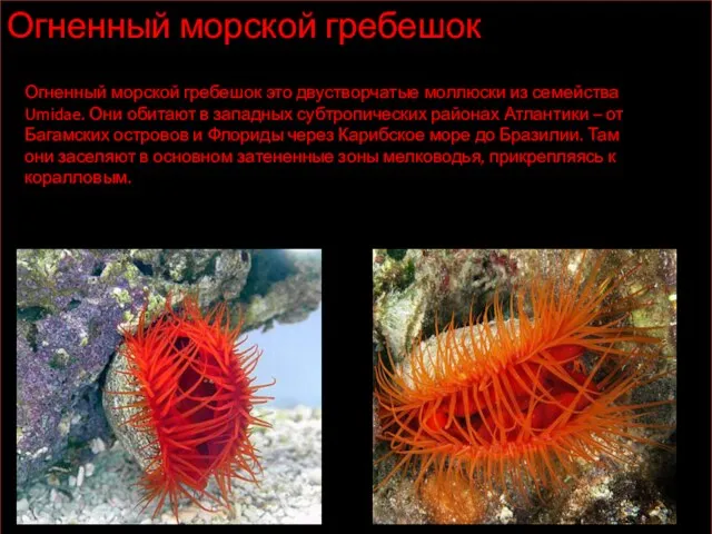Огненный морской гребешок Огненный морской гребешок это двустворчатые моллюски из семейства