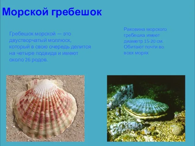 Морской гребешок Гребешок морской — это двустворчатый моллюск, который в свою