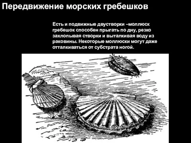 Передвижение морских гребешков Есть и подвижные двустворки –моллюск гребешок способен прыгать