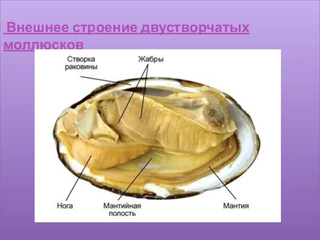 Внешнее строение двустворчатых моллюсков