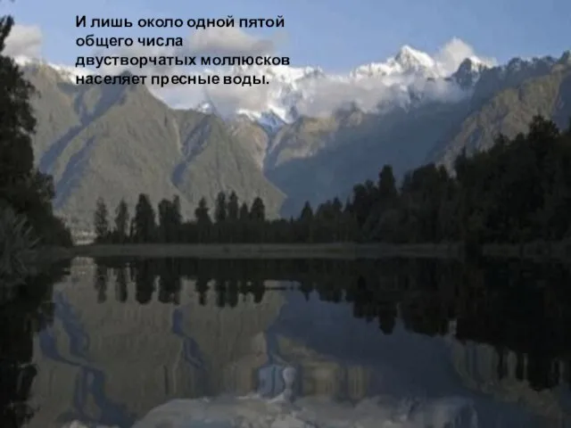 Место обитания двустворчатых моллюсков Общее количество видов двустворчатых составляет около пятнадцати