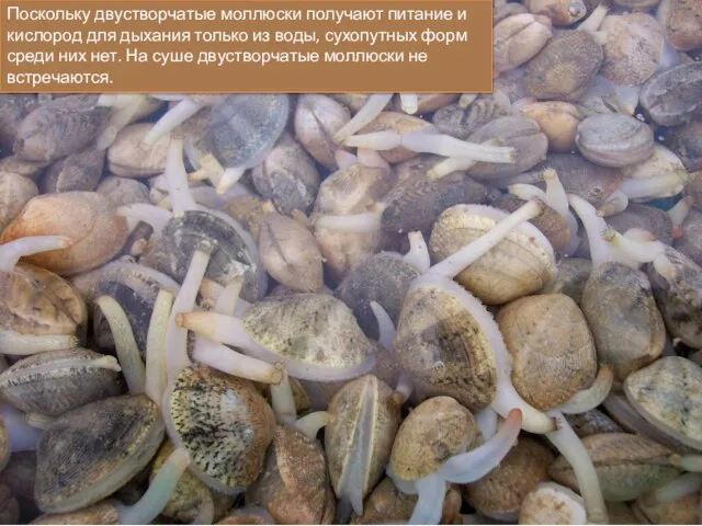 Поскольку двустворчатые моллюски получают питание и кислород для дыхания только из